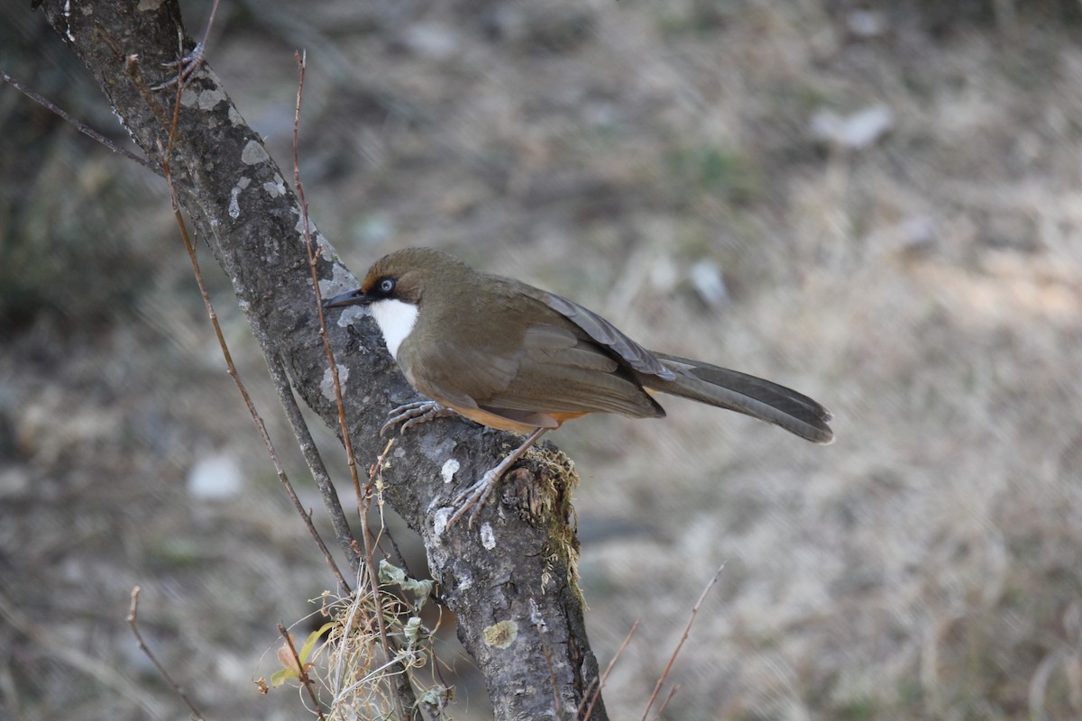 ノドジロガビチョウ - ML648882548