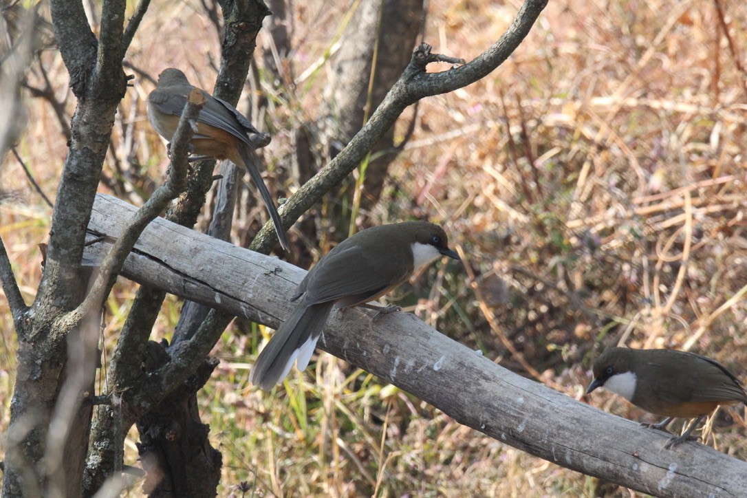 ノドジロガビチョウ - ML648882550