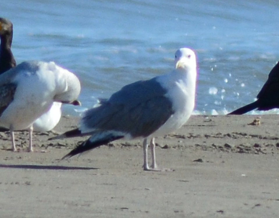 Gaviota del Caspio - ML648882556