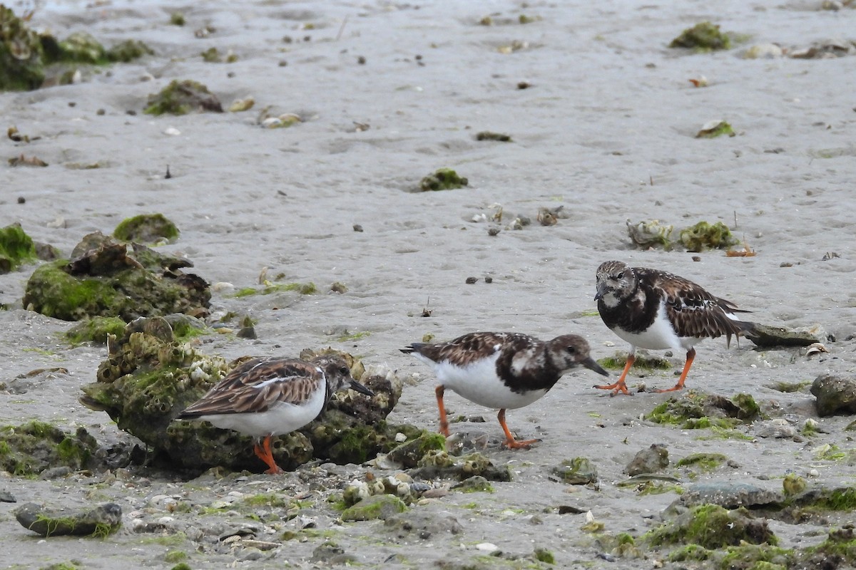 Ruddy Turnstone - ML648882558