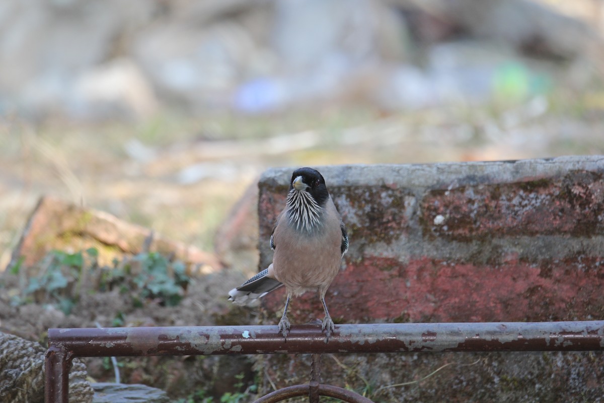 インドカケス - ML648882570