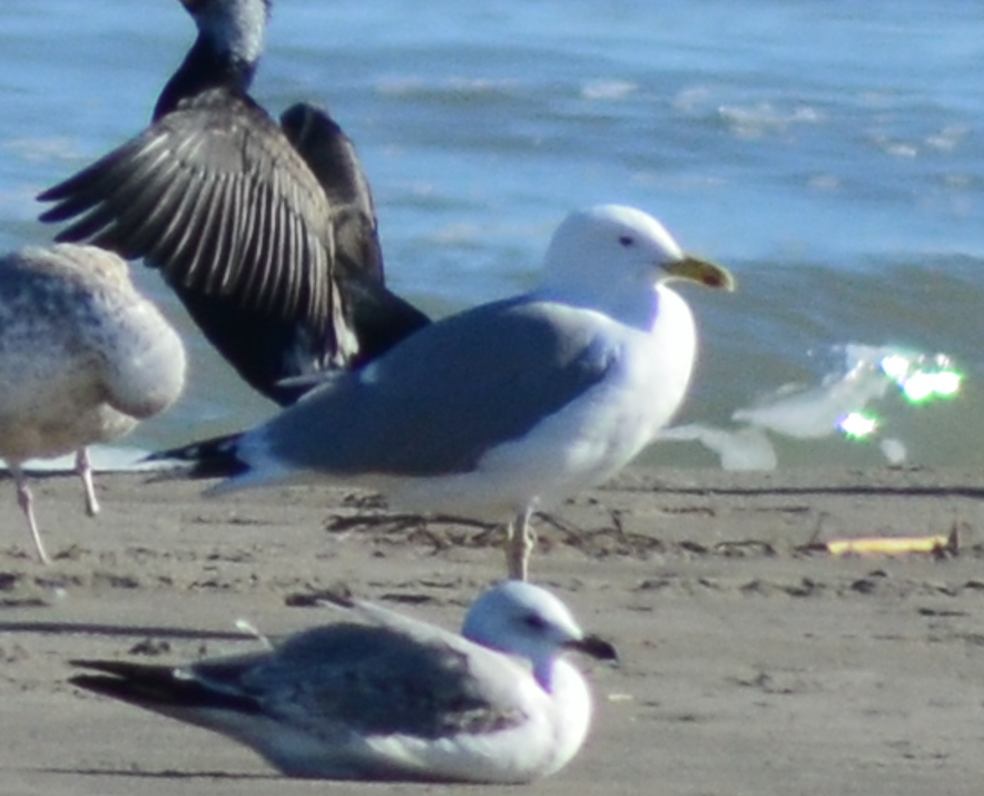 Gaviota del Caspio - ML648882572