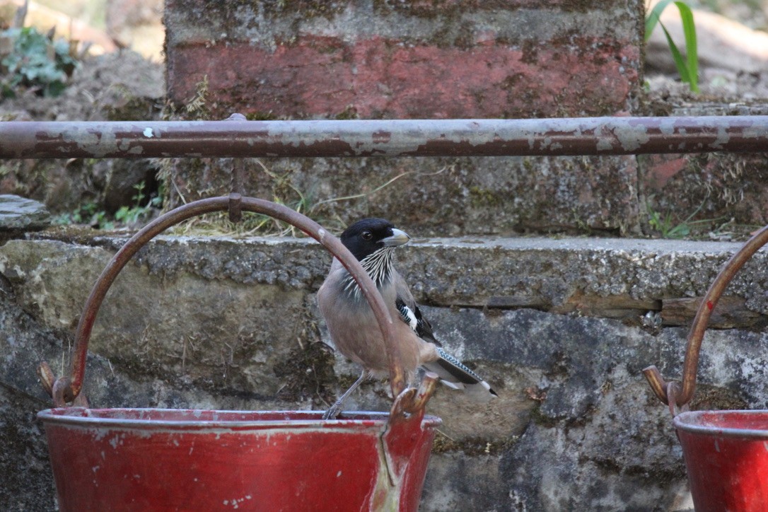 インドカケス - ML648882573