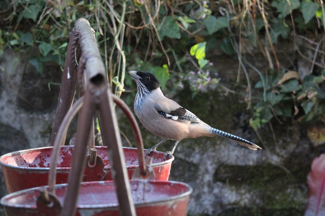 インドカケス - ML648882579