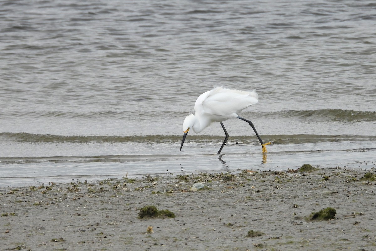 Snowy Egret - ML648882590
