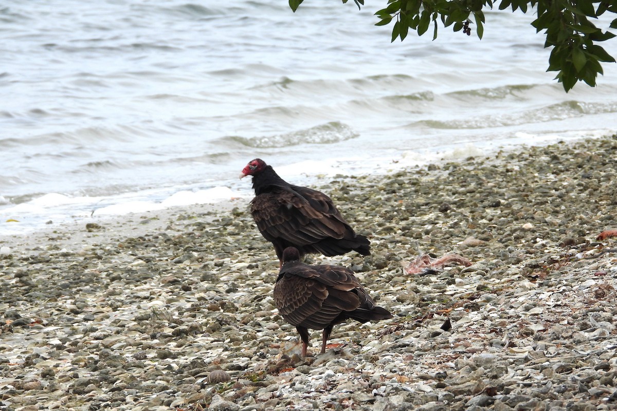 Turkey Vulture - ML648882603