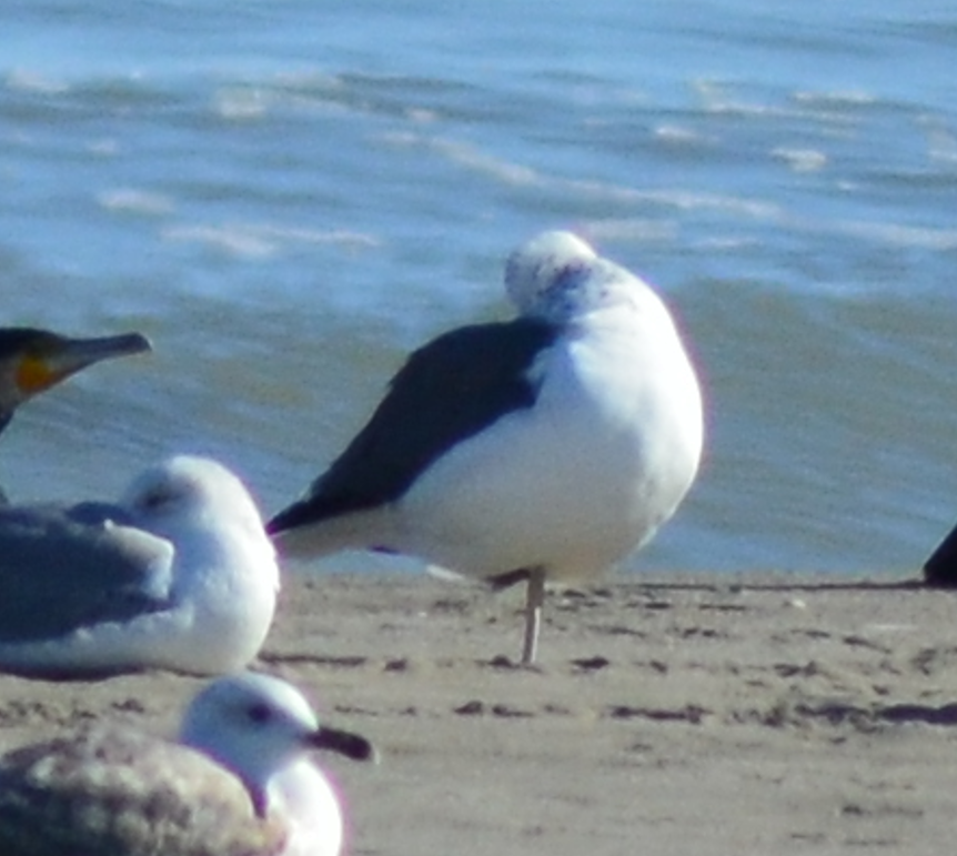 Gaviota Sombría - ML648882646