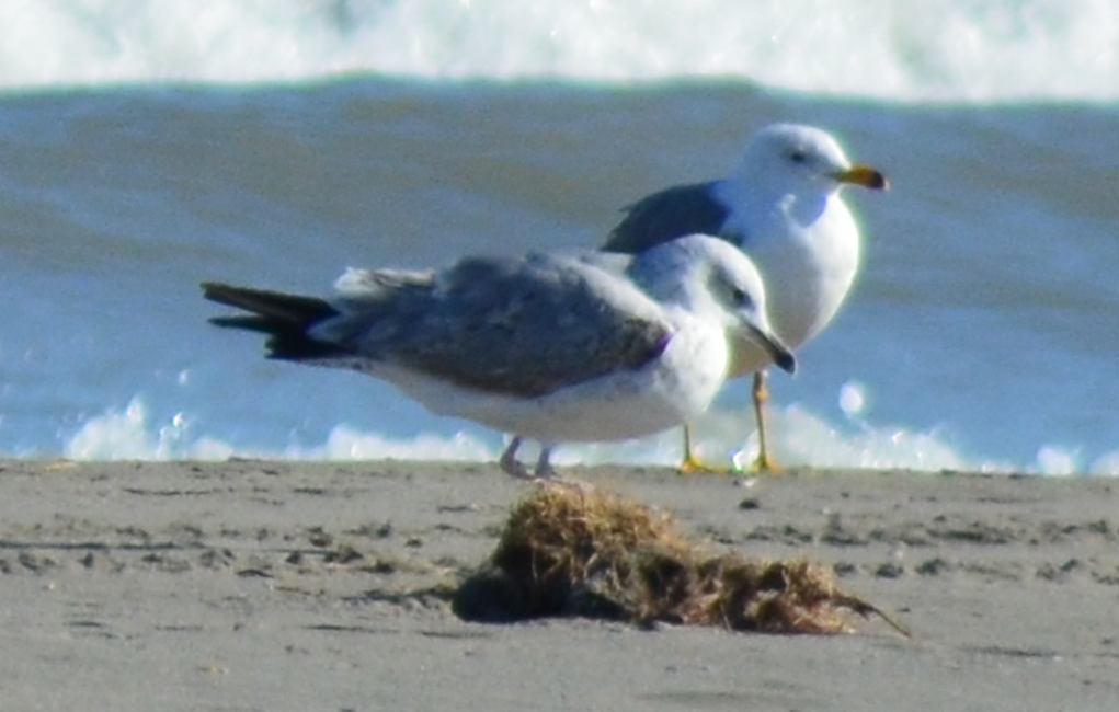 Gaviota del Caspio - ML648882674