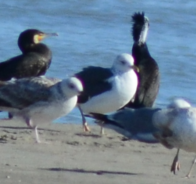 Gaviota Sombría - ML648882699