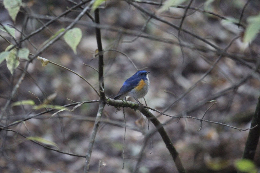 ヒマラヤルリビタキ - ML648882709