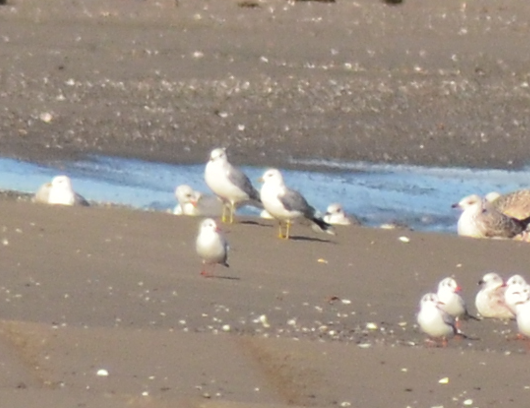 Gaviota Cana - ML648882731