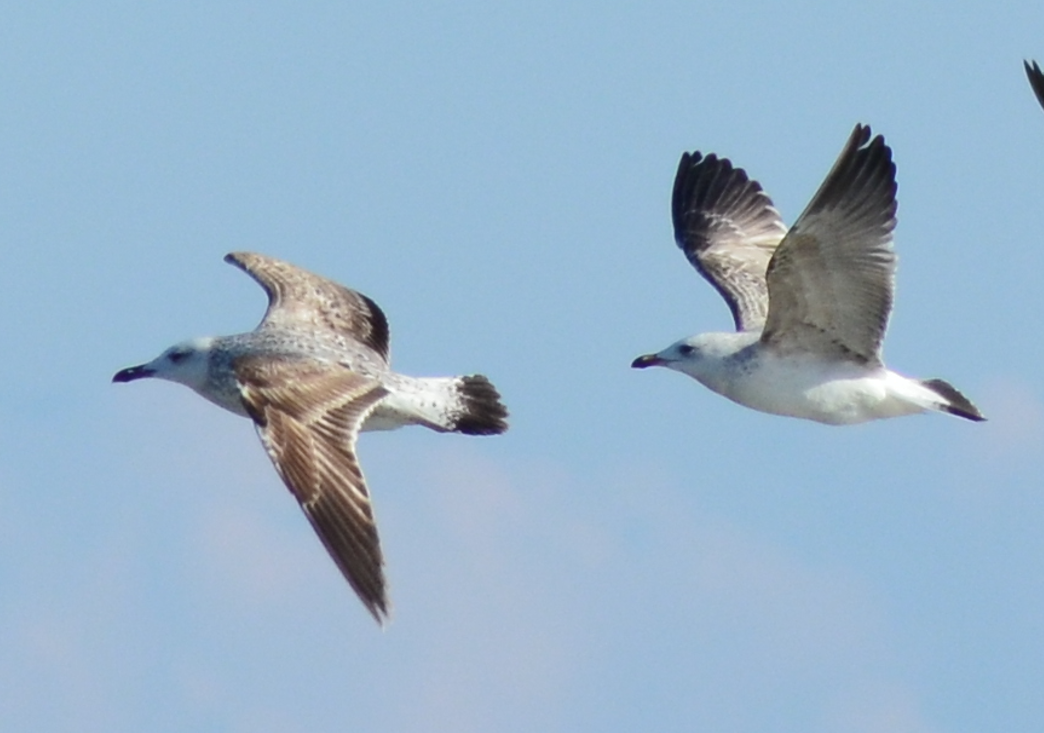 Gaviota del Caspio - ML648882739