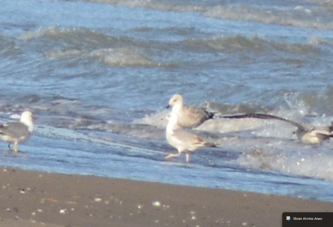 Gaviota del Caspio - ML648882742