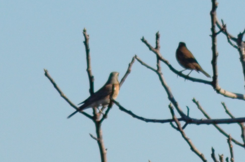 Zorzal Real - ML648882808