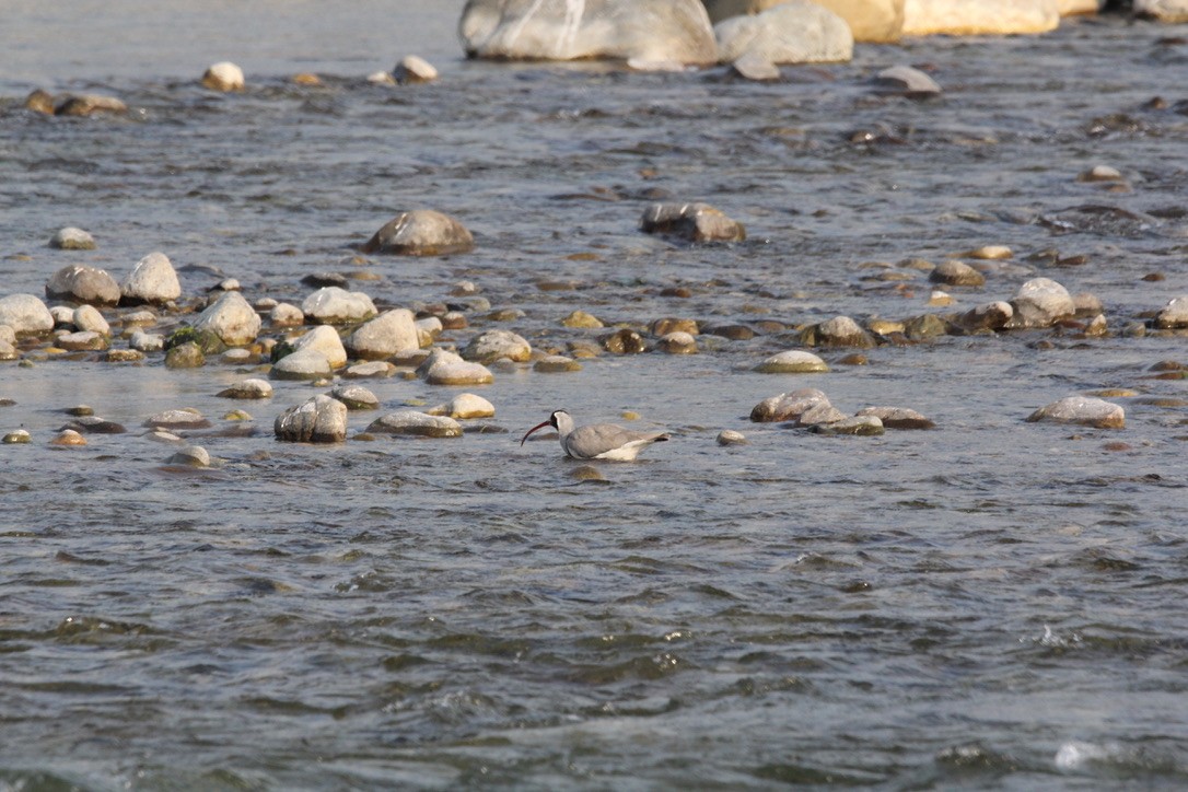 トキハシゲリ - ML648882823