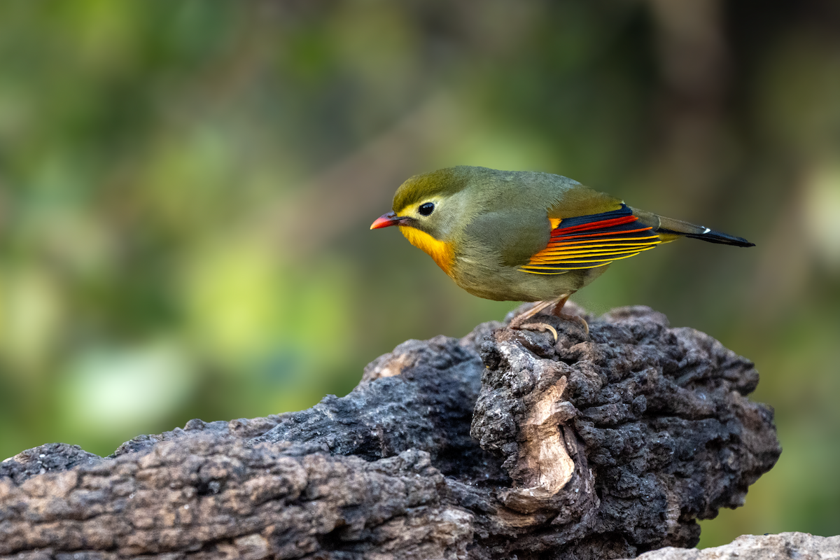 ソウシチョウ - ML648882919