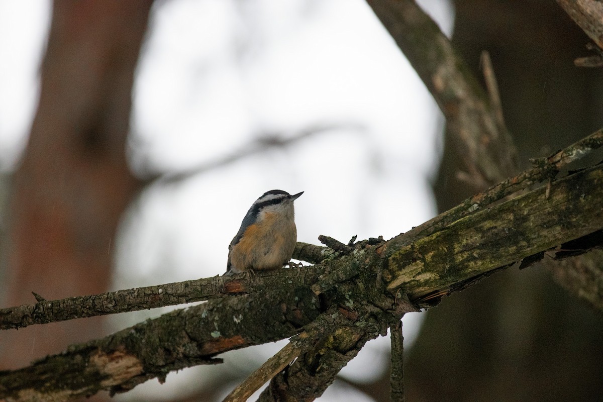 Rotbrustkleiber - ML648882997