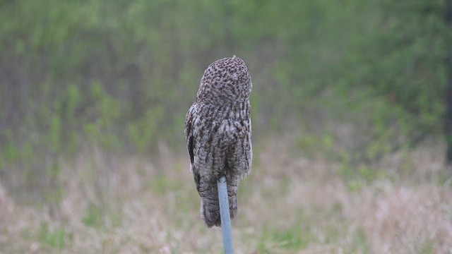 Great Gray Owl - ML648883034
