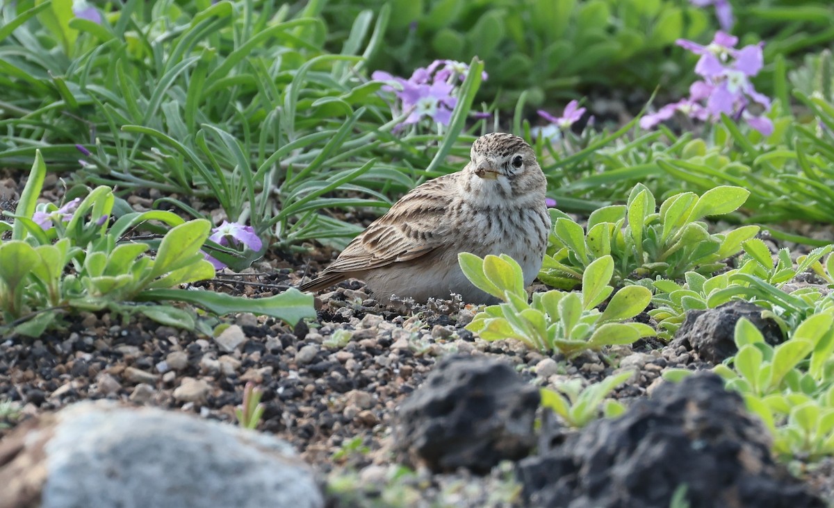Mediterranean Short-toed Lark - ML648883387