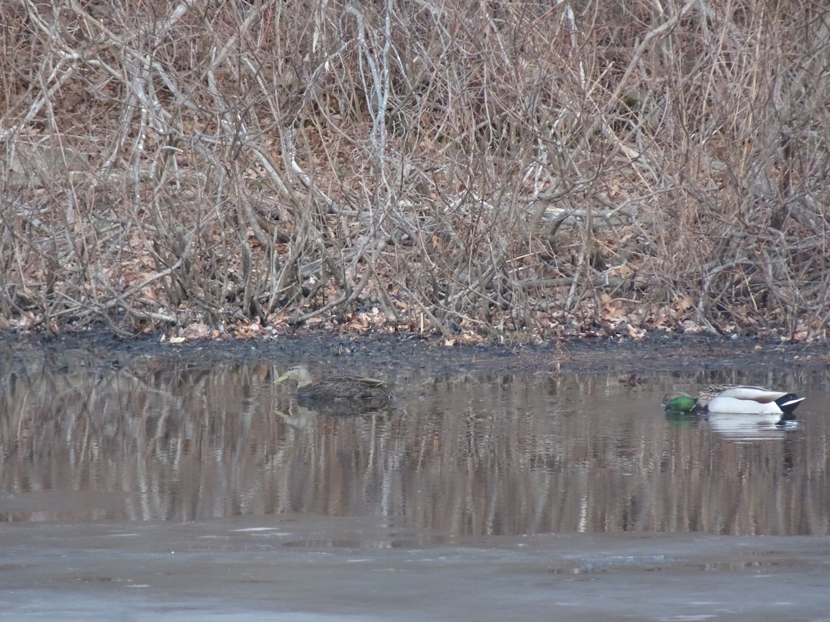 Американская кряква - ML648883447