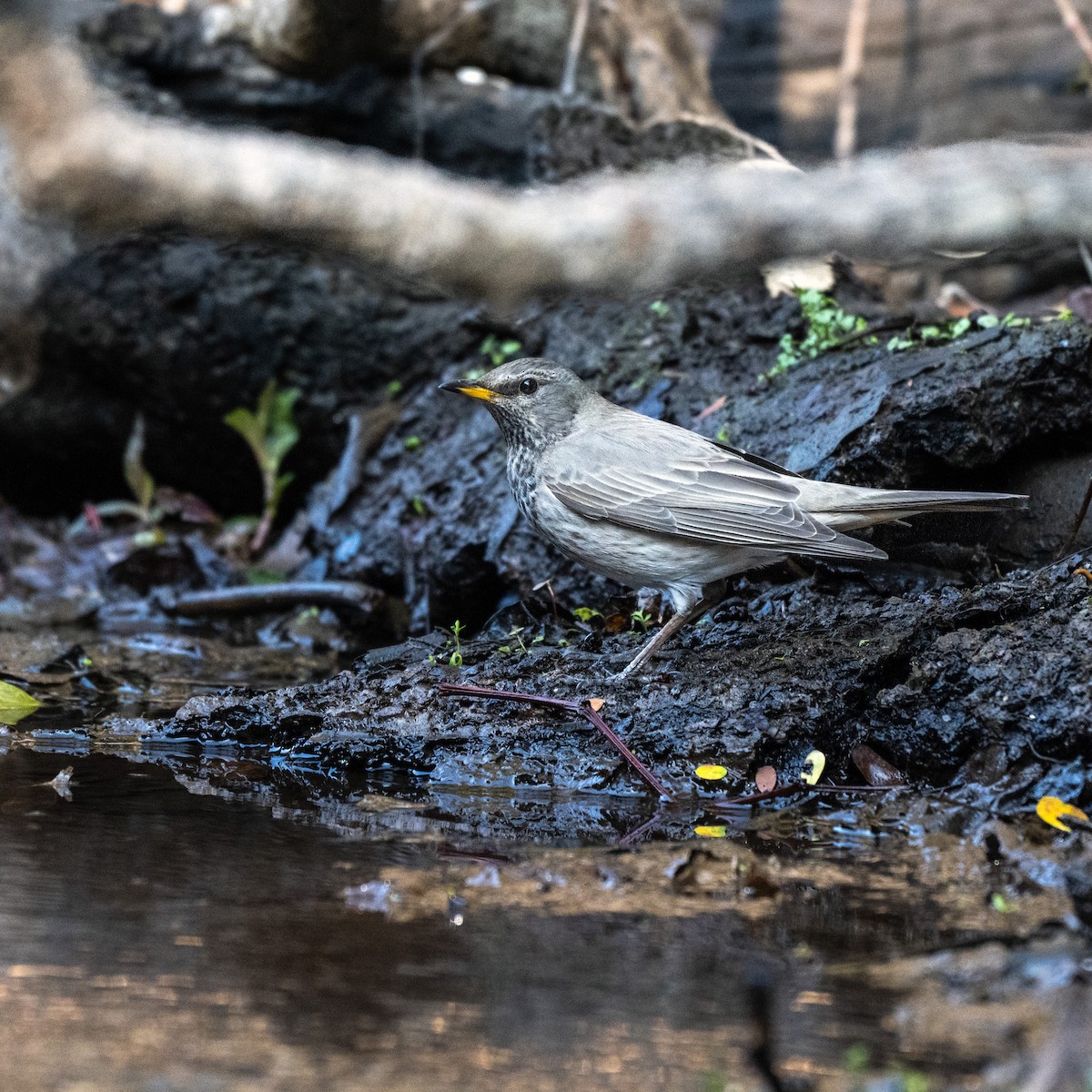 ノドグロツグミ - ML648883628