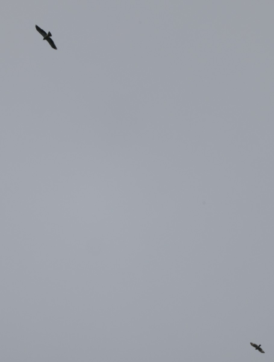 Busardo Aliancho - ML648883644