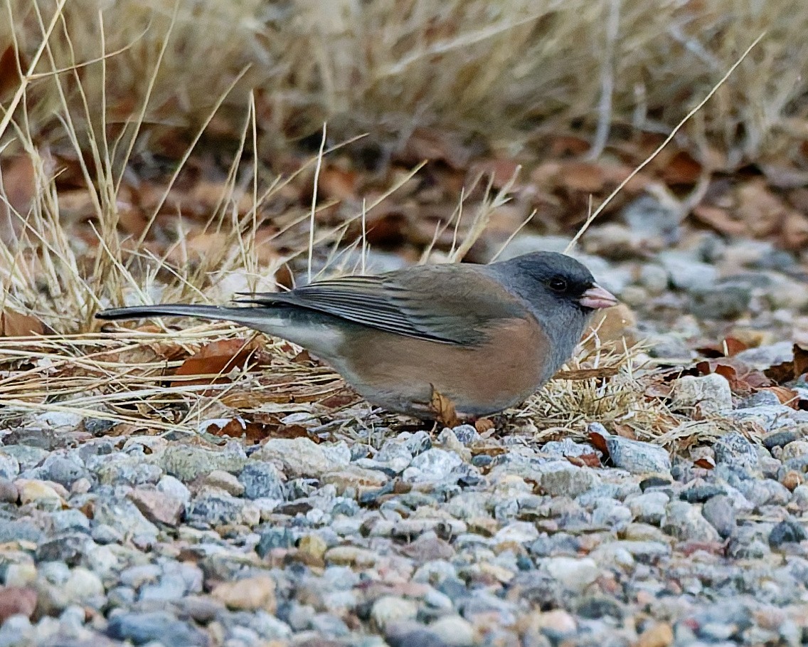 Dark-eyed Junco (Pink-sided) - ML648883677