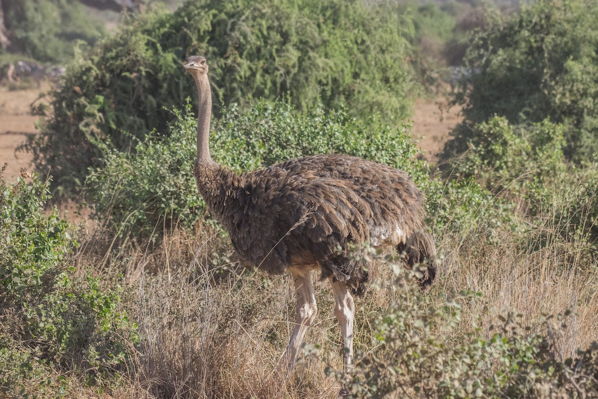Африканский страус - ML648883735