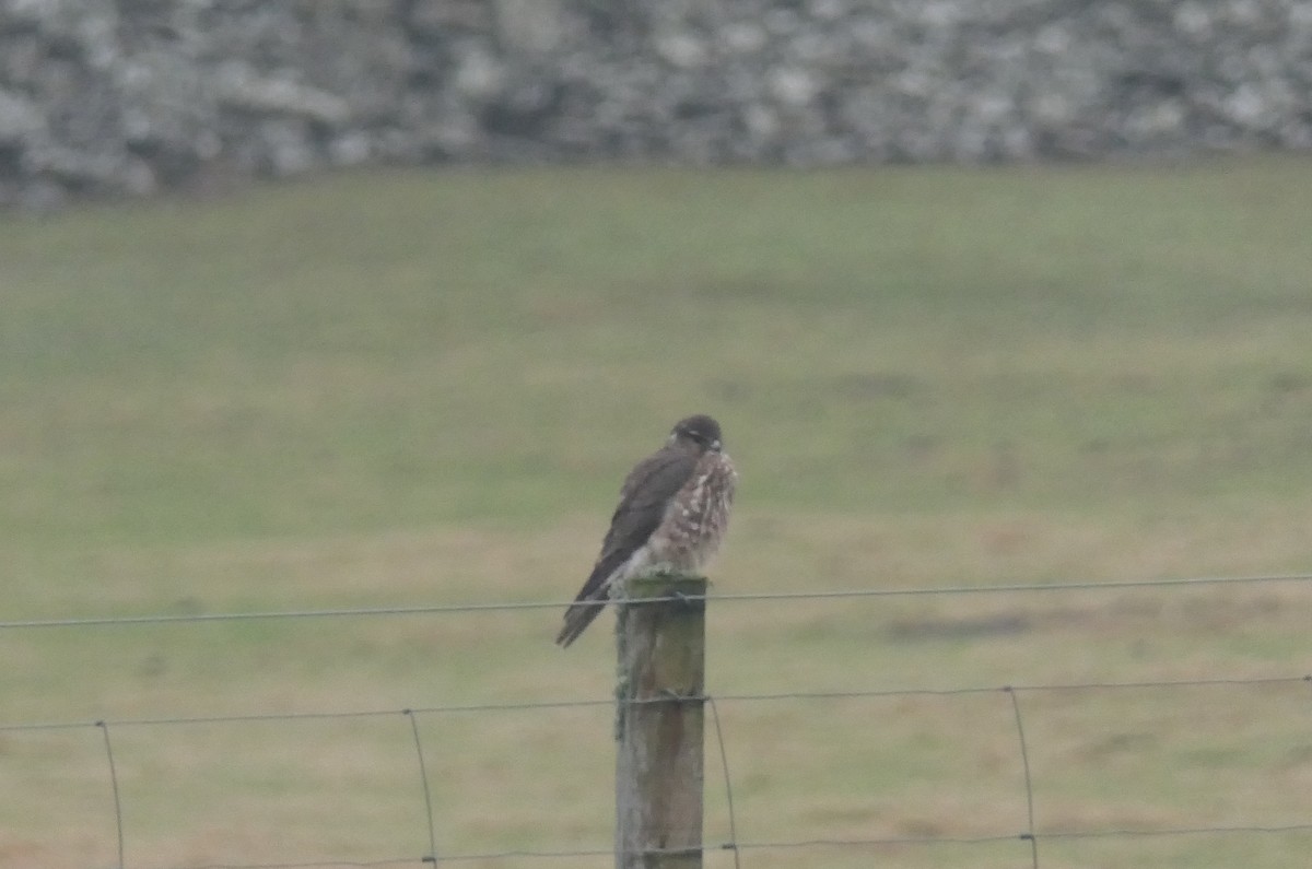 Merlin - ML648883744