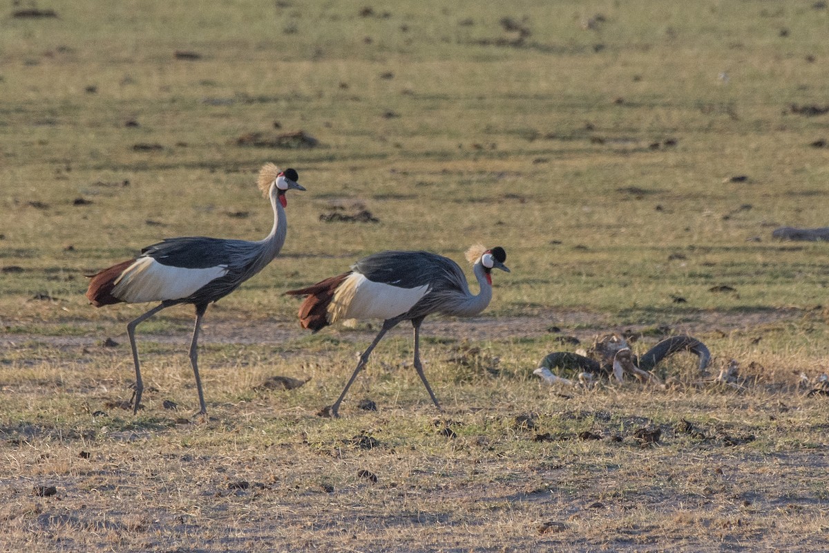 Венценосный журавль - ML648883746