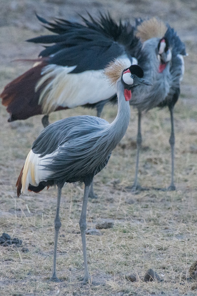 Венценосный журавль - ML648883747