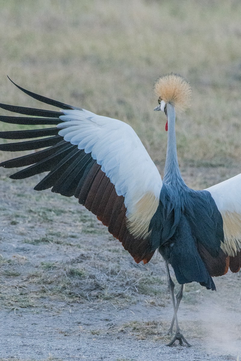 Венценосный журавль - ML648883748