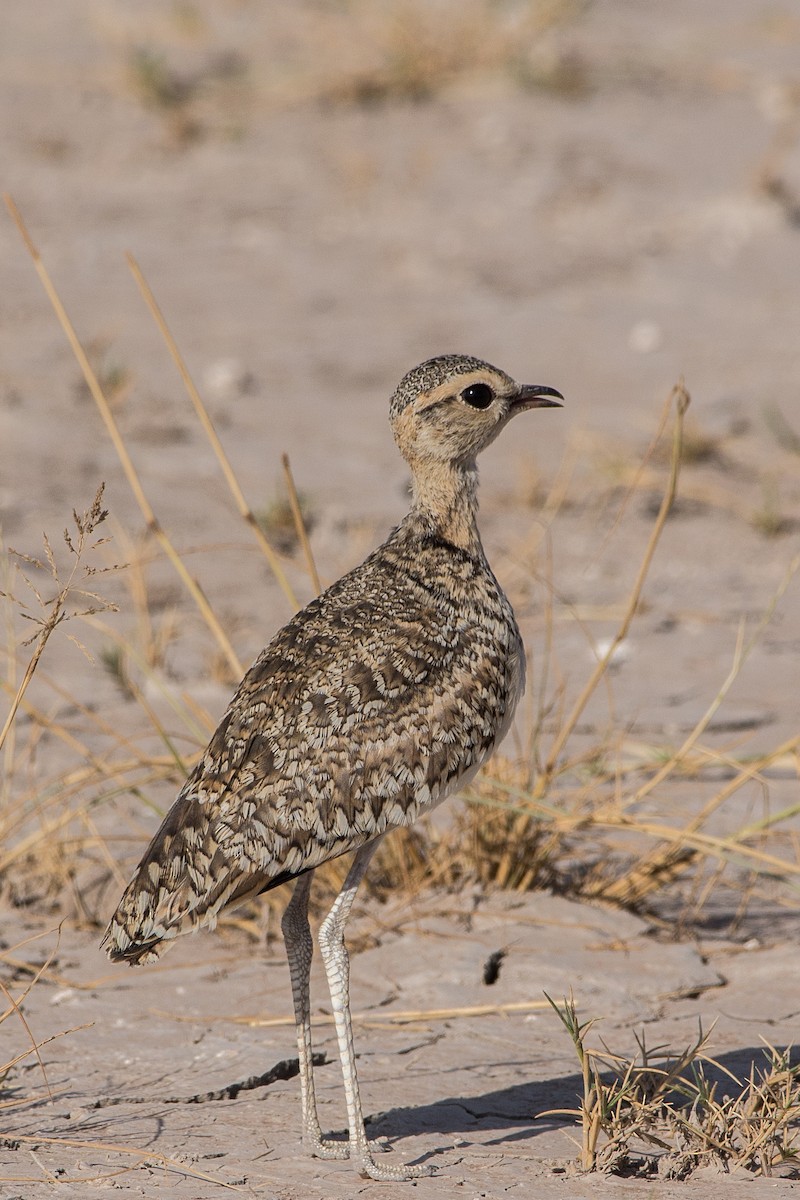 Двухполосый бегунок - ML648883753