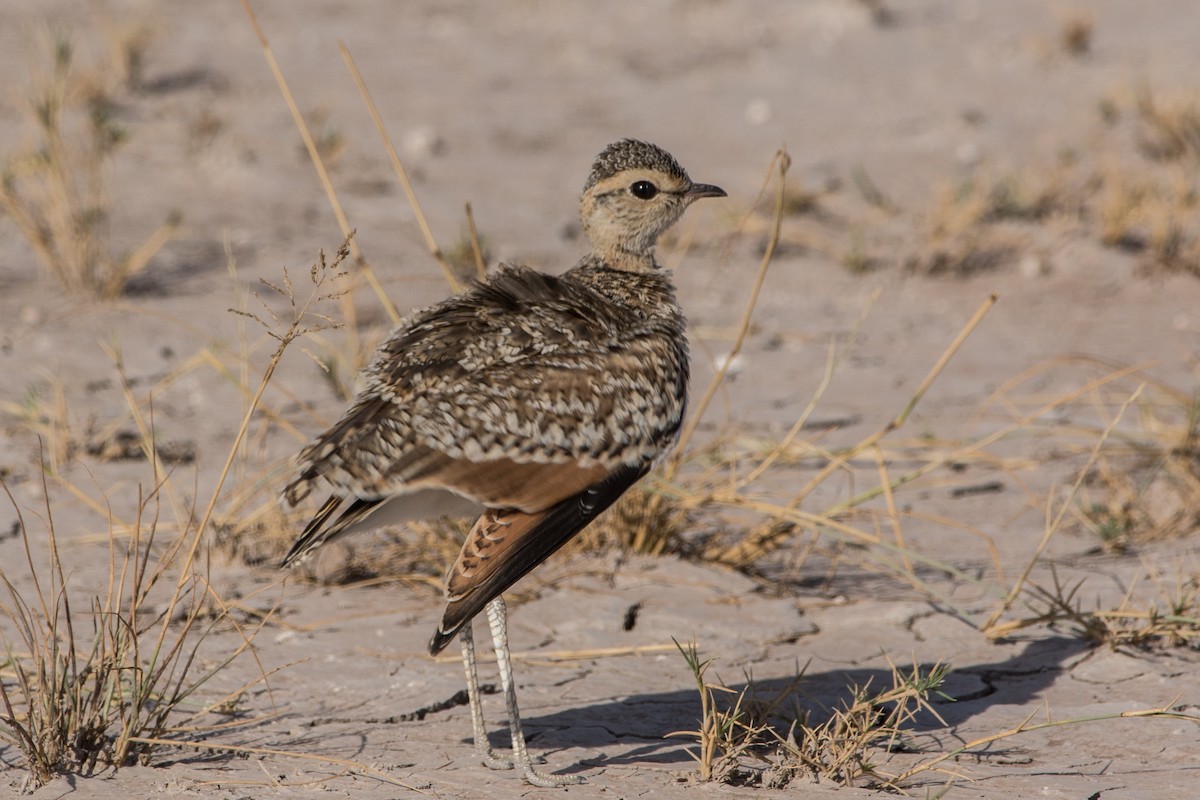 Двухполосый бегунок - ML648883754