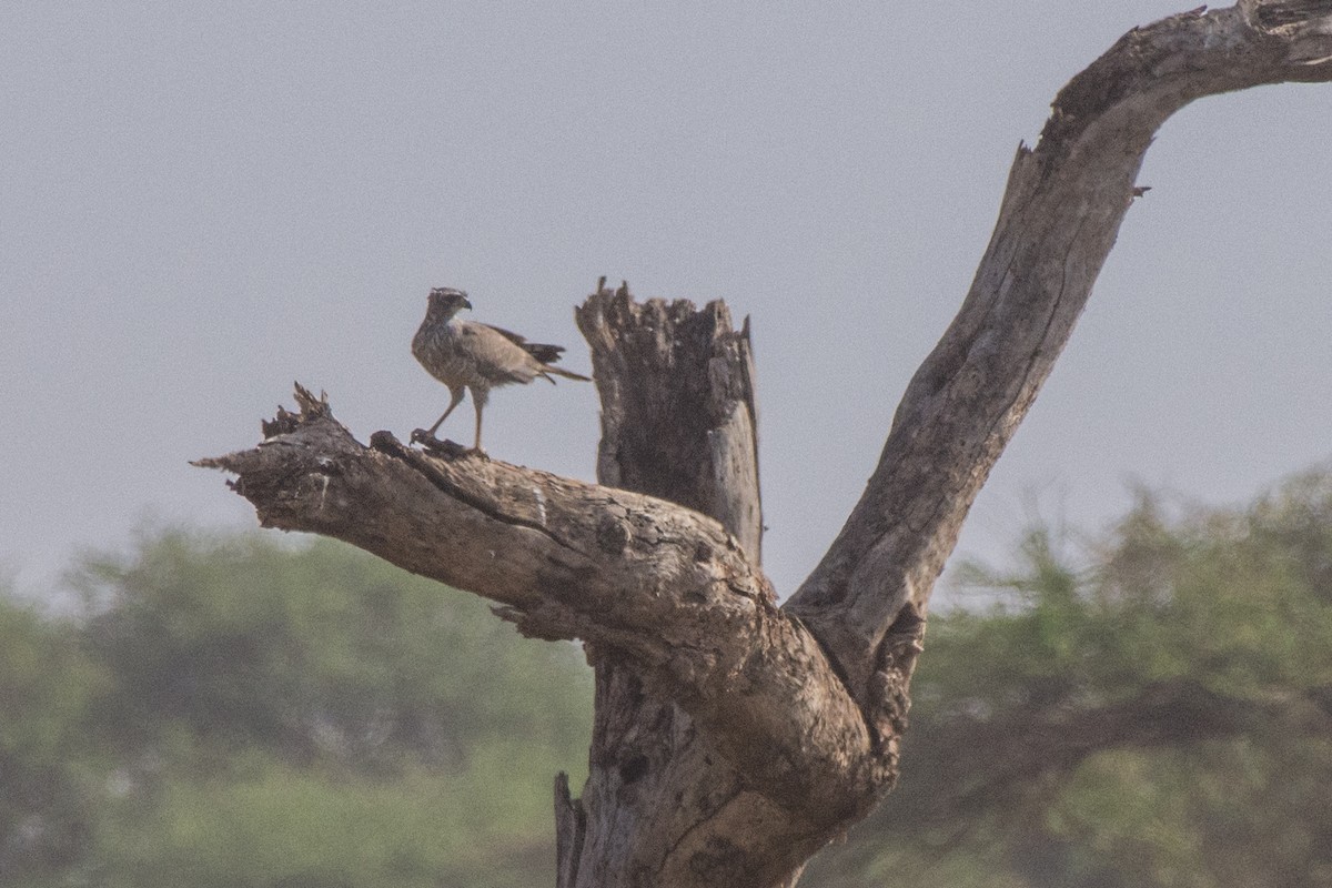Птица-секретарь - ML648883757