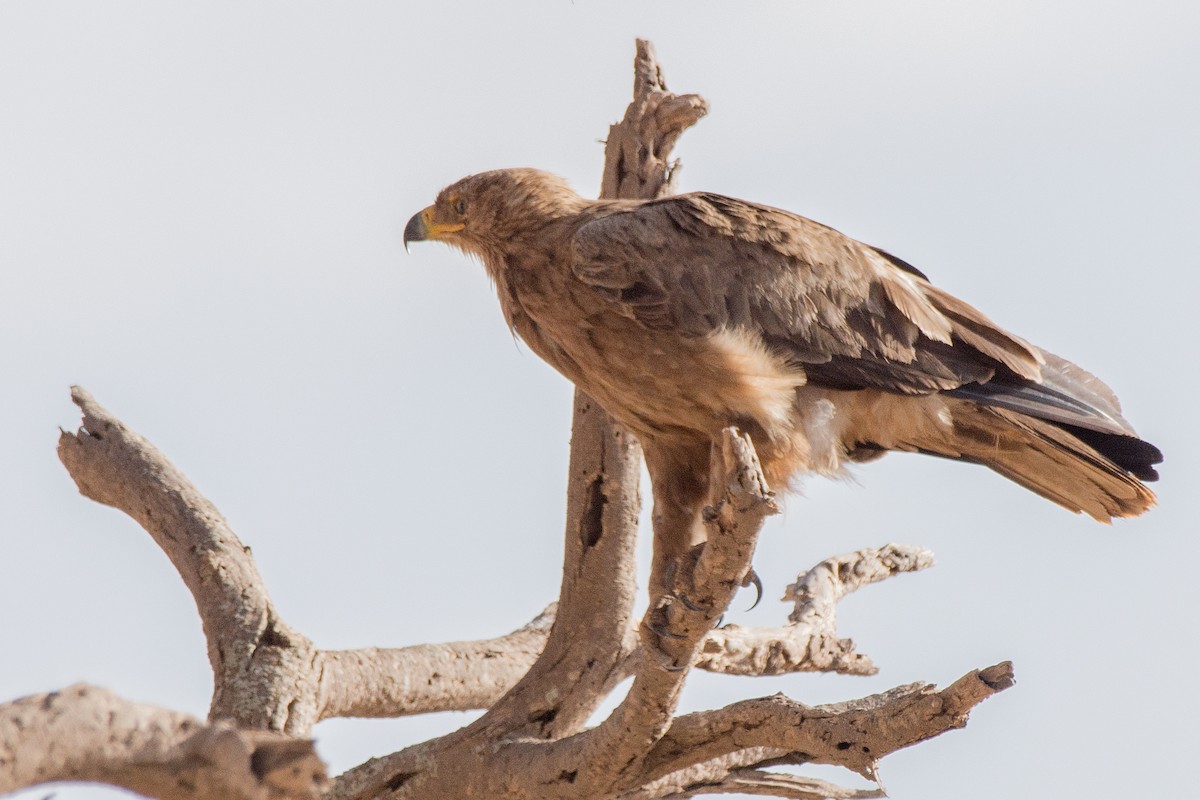 Саванный орёл - ML648883761