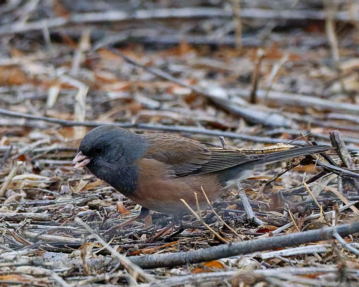 Dark-eyed Junco (Pink-sided) - ML648883762