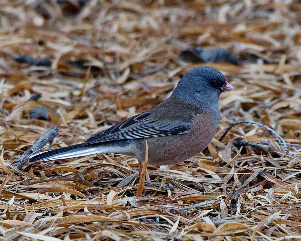 Dark-eyed Junco (Pink-sided) - ML648883765