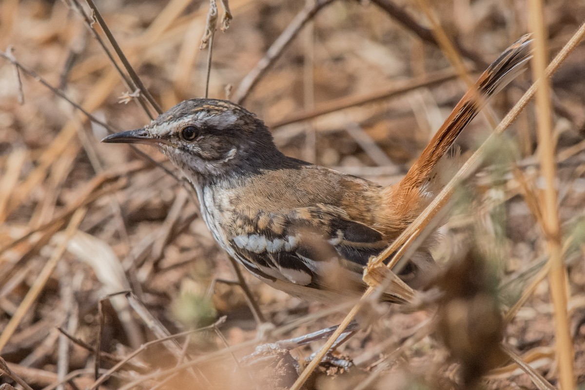 Белокрылый тугайный соловей - ML648883767