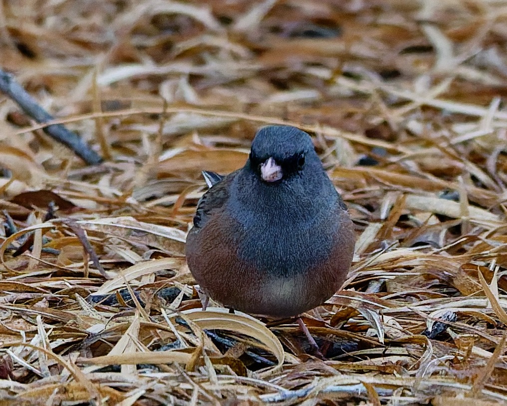 Dark-eyed Junco (Pink-sided) - ML648883769