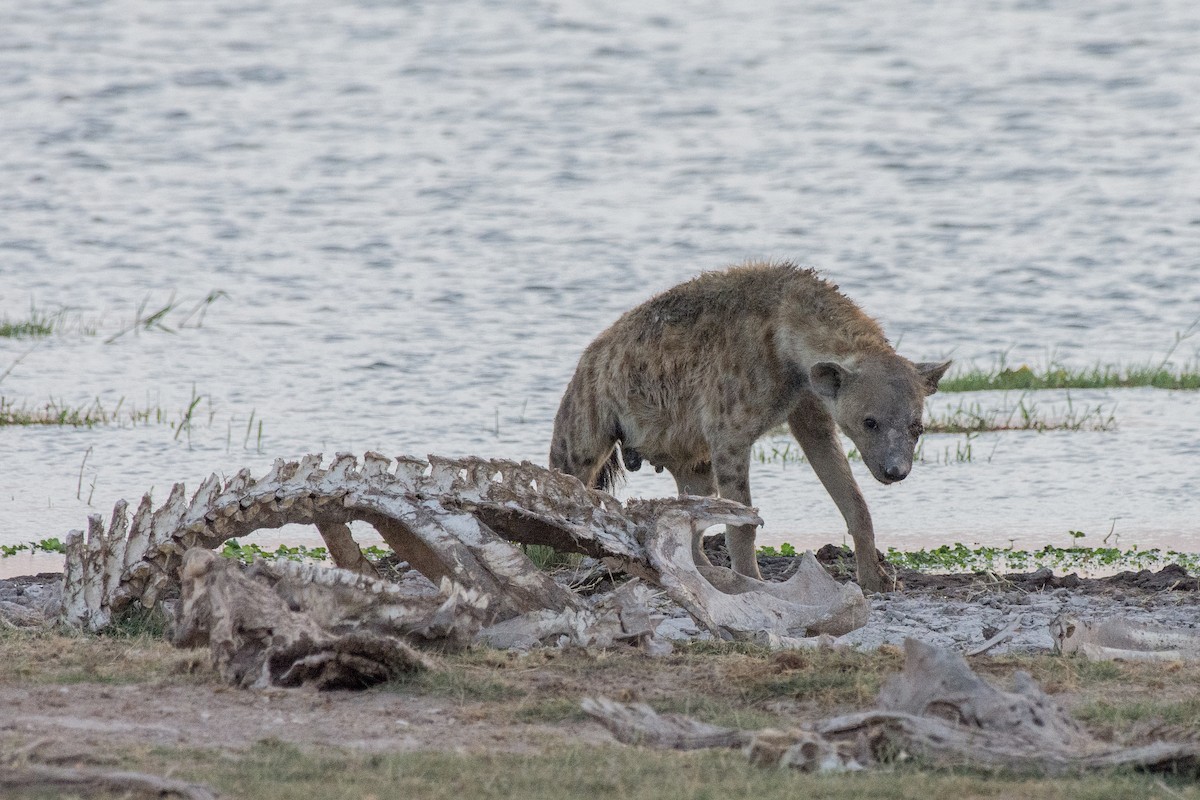 Животные - ML648883873