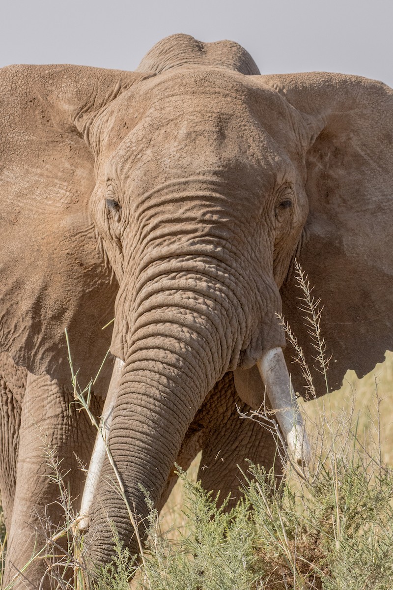 Животные - ML648883874