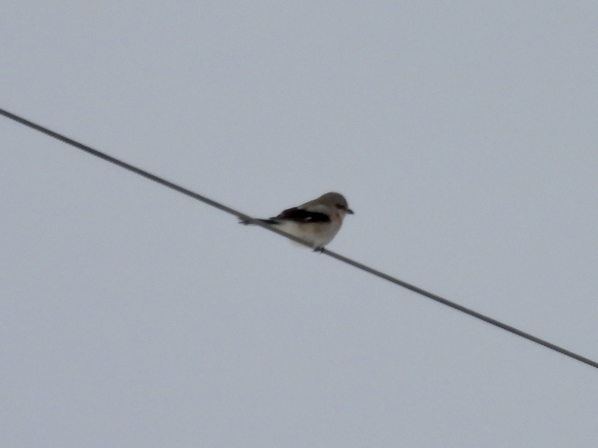 Taigaraubwürger - ML648884191