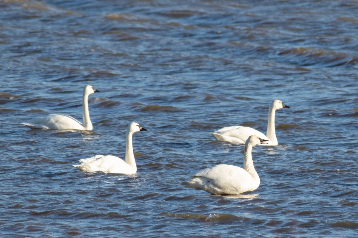 Zwergschwan - ML648884273