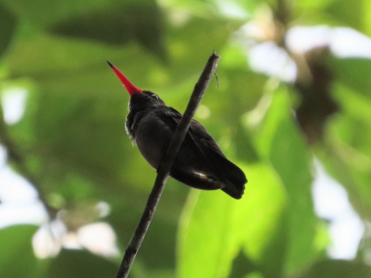 Blue-throated Goldentail - ML648884334