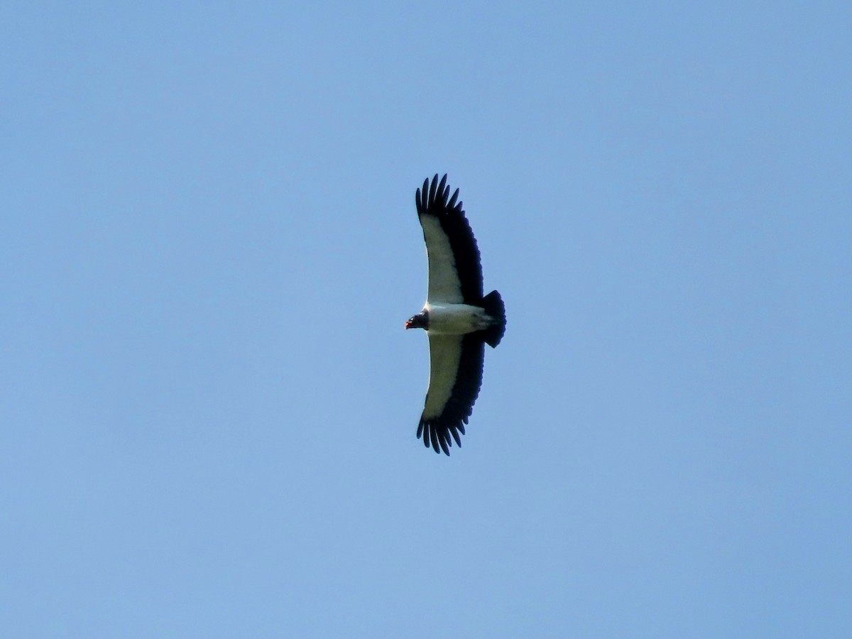 King Vulture - ML648884338