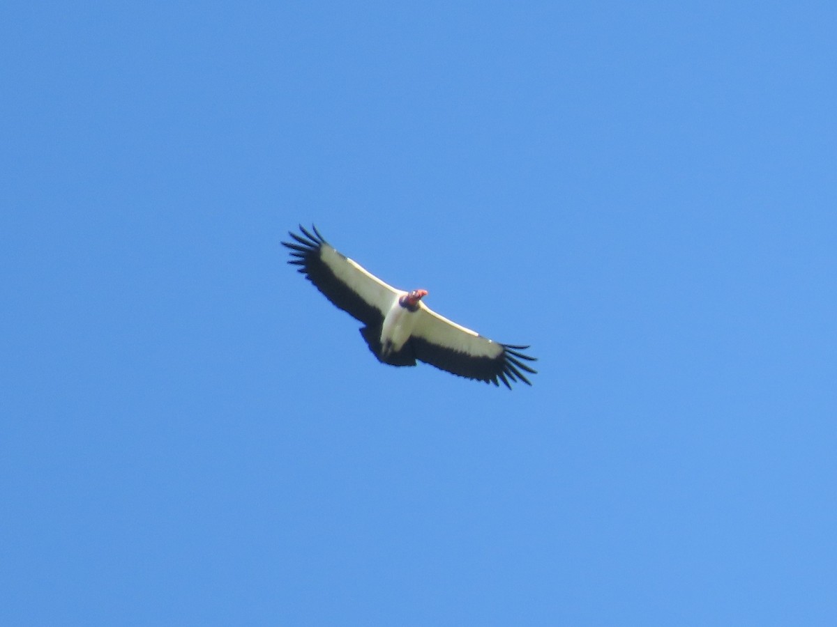 King Vulture - ML648884340