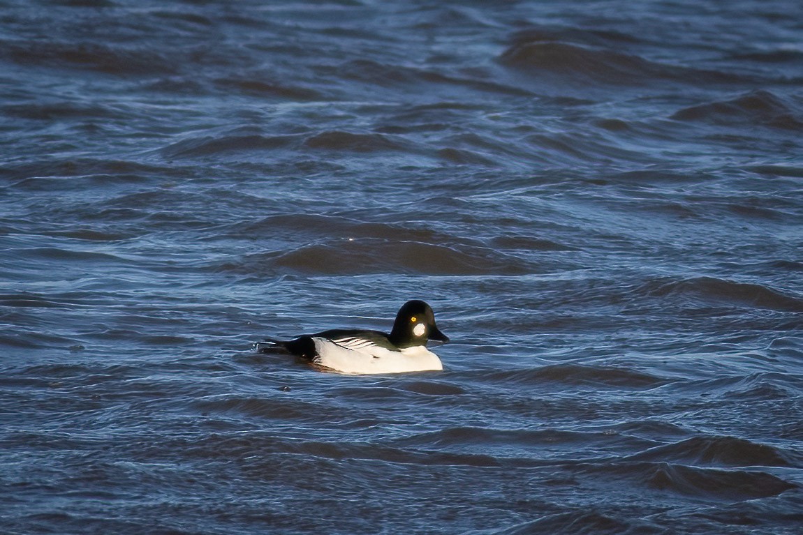 Quattrocchi - ML648884342