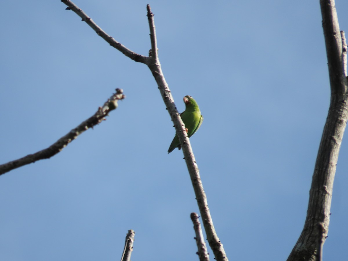 Orange-chinned Parakeet - ML648884348