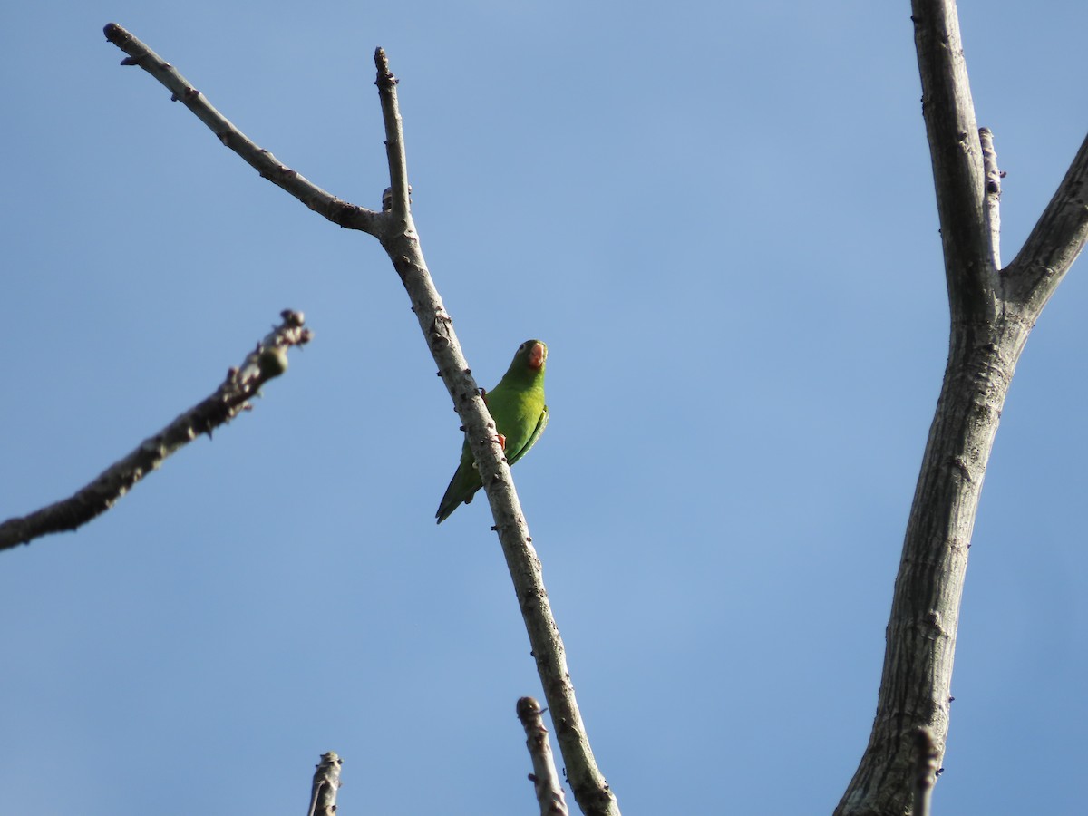 Orange-chinned Parakeet - ML648884352